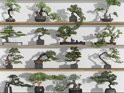 Various Bonsai Trees Displayed On Wooden Shelves With Decorative Pots 3d model