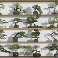Various Bonsai Trees Displayed On Wooden Shelves With Decorative Pots