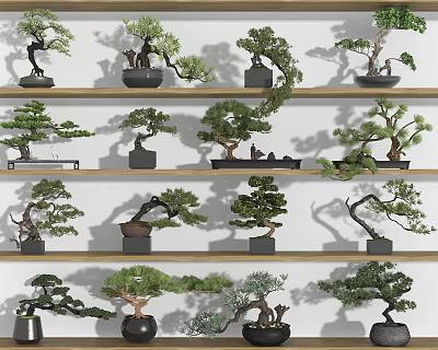 Various Bonsai Trees Displayed On Wooden Shelves With Decorative Pots 3d model