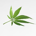 High Quality Fresh Green Cannabis Leaf Detailed Isolated On White Background 3d model