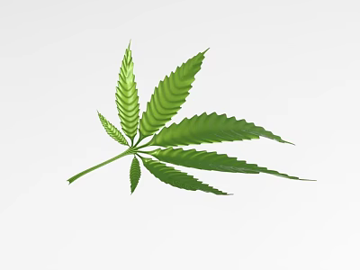 High Quality Fresh Green Cannabis Leaf Detailed Isolated On White Background 3d model