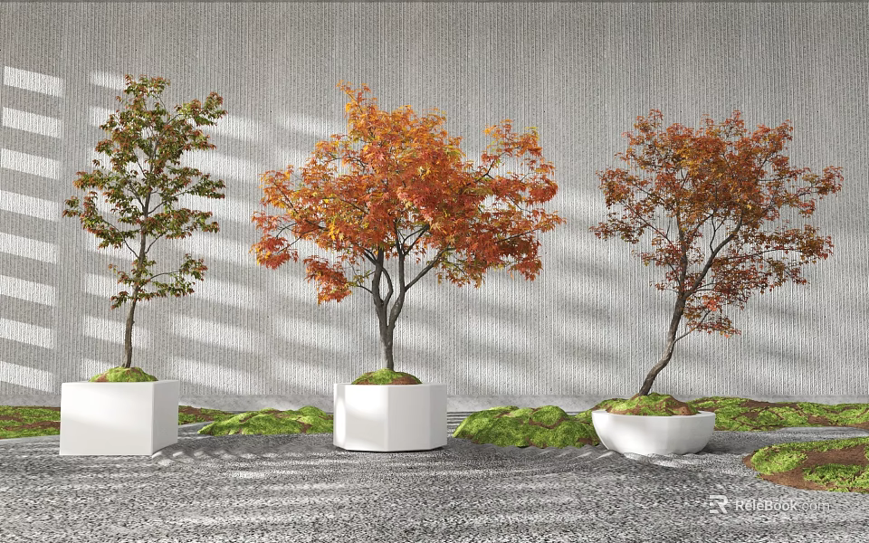 Bonsai Plants Featuring Maple Leaves In White Pots Against Gray Wall With Gravel And Moss 3d model 