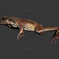 Brown Frog With Dark Spotted Patterns On Smooth Black Reflective Surface 3d model