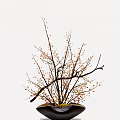 Bonsai Plant with Thin Branches and Orange Berries in Black Pot