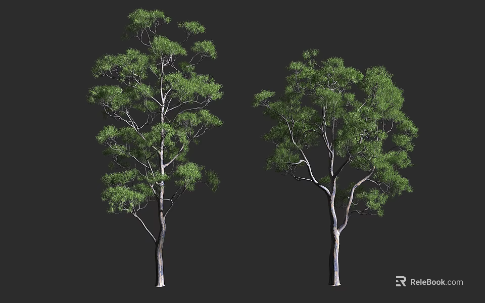 Two Natural Arbor Trees With Green Foliage And White Trunks On Dark Backdrop 3d model 