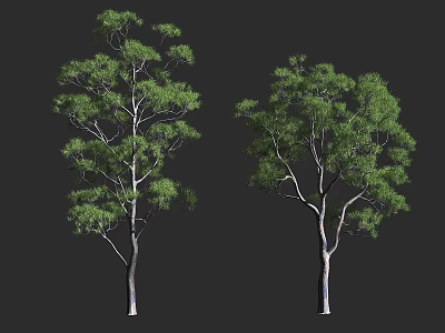 Two Natural Arbor Trees With Green Foliage And White Trunks On Dark Backdrop 3d model