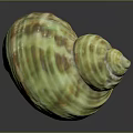 Vibrant Green And Yellow Spiral Conch Marine Animal With Textured Shell Surface On Dark Background