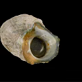 Marine Snail Seashell With Textured Exterior And Open Cavity On Black Backdrop
