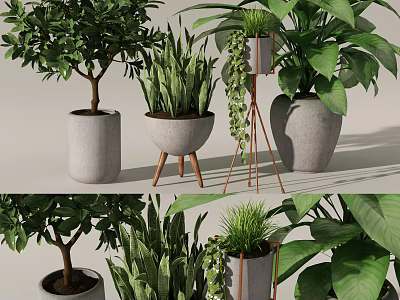 Various Indoor Potted Plants With Modern Concrete Planters And Metal Stands 3d model