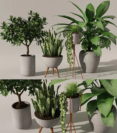 Various Indoor Potted Plants With Modern Concrete Planters And Metal Stands 3d model