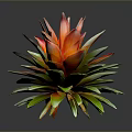 Vibrant Tropical Plant With Red And Green Rosette Leaves
