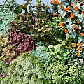 Living Plant Wall Featuring Diverse Green Foliage Orange Flowers And Vibrant Leaves
