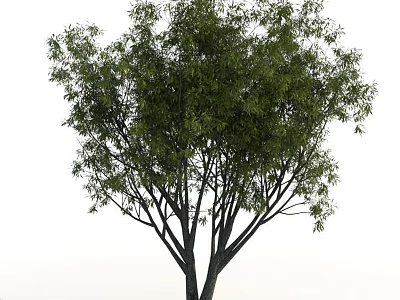 Lush Green Tree With Dense Foliage And Branched Trunk In Natural Outdoor Scene 3d model