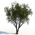 Lush Green Tree With Dense Foliage And Branched Trunk In Natural Outdoor Scene