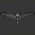 Flying Animal Eagle with Spread Wings Clear Claws and Reflection on Gray Gradient Background 3d model