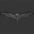 Eagle Large Eagle Owl Raptor Falcon Bird Bird Bird Animal Game Animal 3d model