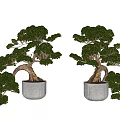 Pair of Bonsai Trees with Curved Trunks and Lush Green Foliage in Textured White Pots
