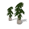 Two Green Bonsai Potted Plants in White Ceramic Pots with Natural Light