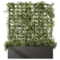 Decorative Plant Arrangement with Lush Green Foliage and Black Planter