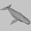 Realistic 3D Model of Blue Whale with Detailed Features on Blue Background