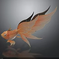 Golden Fish with Large Flowing Fins and Patterned Body on Dark Background with Reflection