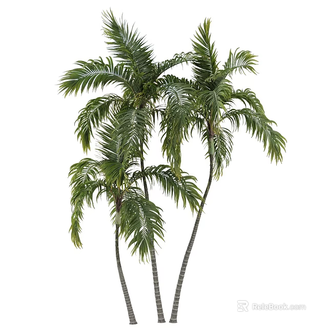 Lush Palm Trees With Green Feathery Fronds And Slender Straight Trunks 3d model 