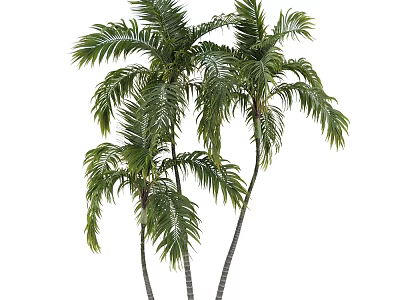 Lush Palm Trees With Green Feathery Fronds And Slender Straight Trunks 3d model