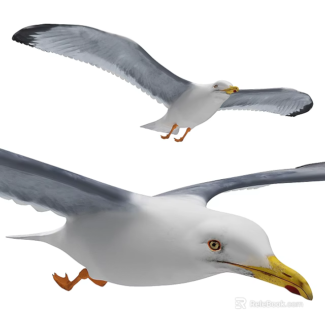Flying Seagulls With White Bodies Gray Wings Yellow Beaks And Orange Feet In Flight 3d model 