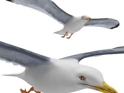 Flying Seagulls With White Bodies Gray Wings Yellow Beaks And Orange Feet In Flight 3d model