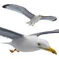 Flying Seagulls With White Bodies Gray Wings Yellow Beaks And Orange Feet In Flight