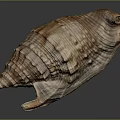 Conch Shell With Spiral Texture And Natural Brown Beige Patterns On Black Background 3d model