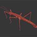 Brown Stick Insect With Long Body And Slender Legs On Dark Background