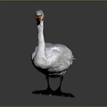 White Swan Taxidermy With Orange Beak Black Feet And Black Base