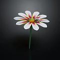 Beautiful Single Flower With White Petals Yellow Center And Small Insect On Black Background