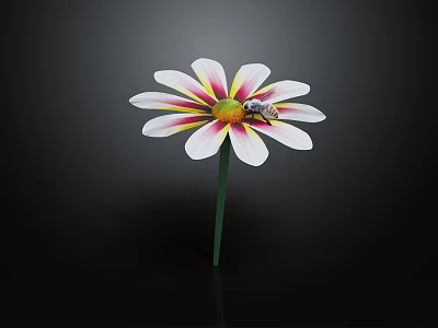 Beautiful Single Flower With White Petals Yellow Center And Small Insect On Black Background 3d model