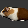 Cute Brown And White Guinea Pig On Gray Surface With Reflection
