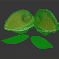 Split Exotic Fruit With Vibrant Orange Interior And Blue Outer Layers