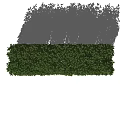 Neatly Trimmed Green Evergreen Hedge For Outdoor Garden Landscape