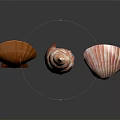 Marine Shellfish Animals Colorful Seashells in Pink Orange Striped Shapes on Black Background