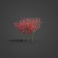 Various Types of Plants with Different Colored Leaves and Flowers