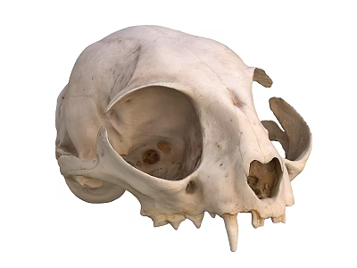 Detailed Animal Skull Featuring Prominent Eye Sockets Nasal Cavity and Sharp Teeth 3d model
