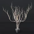 Ground with Silver Branches on Transparent Base Against Black Background