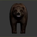 Detailed Realistic Standing Brown Bear With Thick Fur On Gray Background
