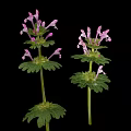 Lamium amplexicaule Perennial Herb Plant With Purple Flowers And April To June Bloom