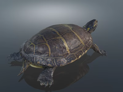 Reptile Turtle With Distinct Brown And Yellow Shell Patterns On Reflective Surface 3d model