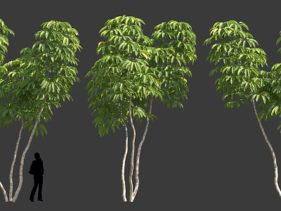 Multiple Green Shrubs With Lush Foliage And Tall Trunks Near Human Silhouette 3d model
