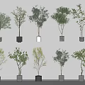 Bonsai Potted Plants With Different Varieties Green Leaves In Gray White Pots On Shelves