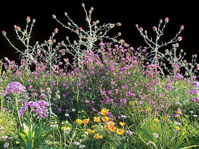 Colorful Garden Flowers Growing With Purple Blooms And Yellow Petals In Greenery 3d model