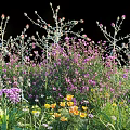 Colorful Garden Flowers Growing With Purple Blooms And Yellow Petals In Greenery