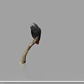 Grey Parrot with Grey Feathers and Red Tail Perched on Wooden Branch Against White Background
